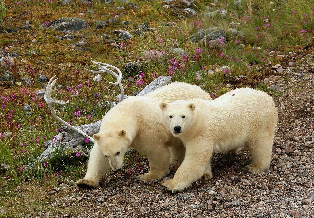 polarbear in Kochi ✨ ルイヴィトン　ラ アルティモン Louis Vuitton Wallet Victorine Illustre Xmas Polar Bear Monogram